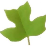 TulipTree