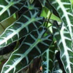 Alocasia