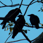 Three Crows