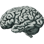 Temporal Lobe Literary