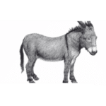 Okay Donkey